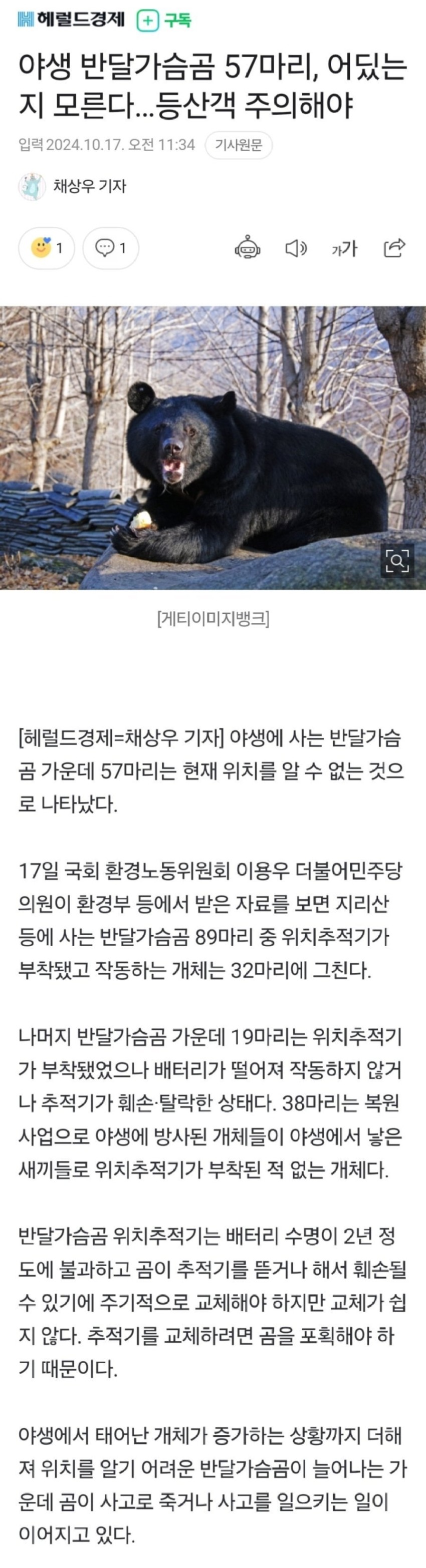 곰.jpeg