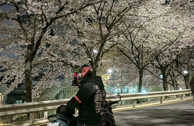 서울 도심에서 바이크 타면서 벚꽃보기 !