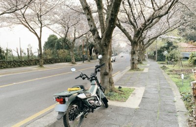제주도에 만개한 벚꽃