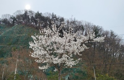 금일 찍은 벚꽃&바이크