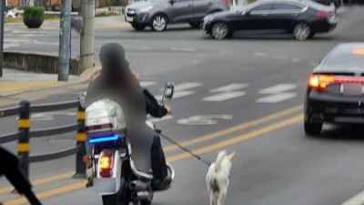가끔씩 보이는 스쿠터 개산책