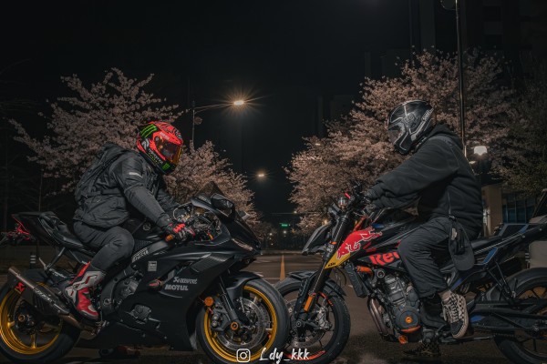 24년 벚꽃사진